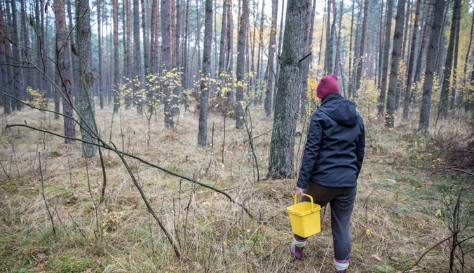 Radzą, gdzie szukać grzybów. Można uniknąć tragedii w lesie