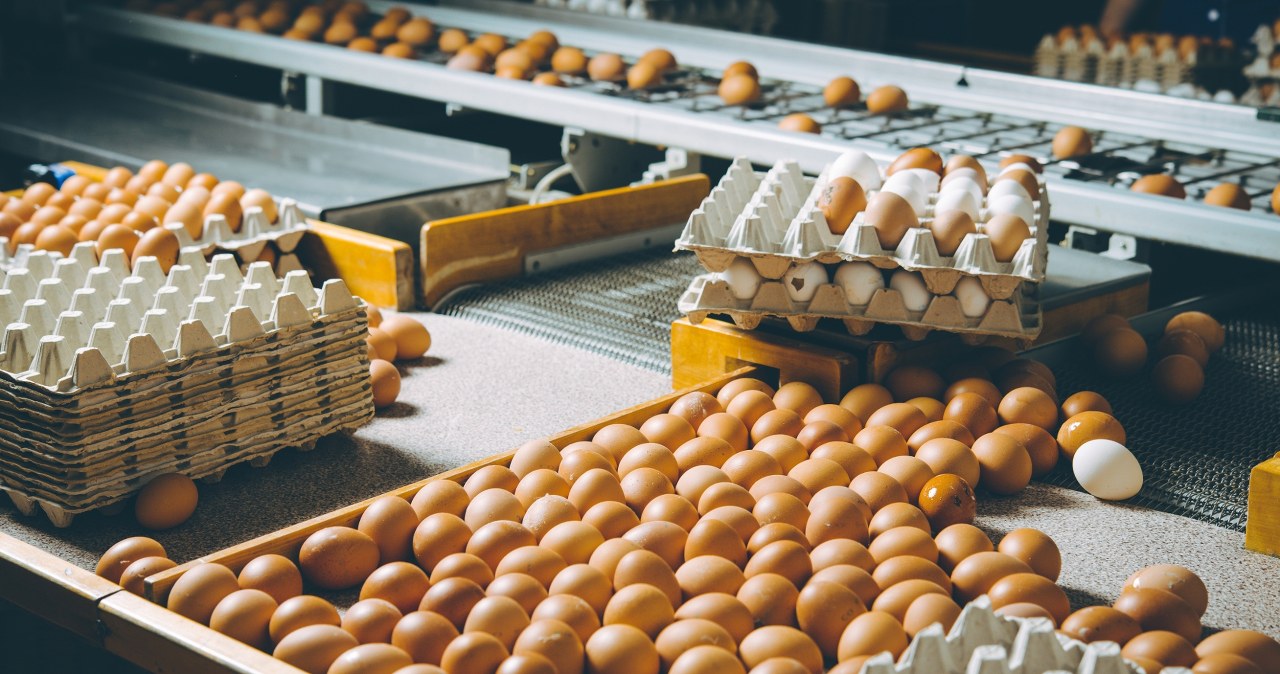 Tysiące ton jaj z Ukrainy. "Kontyngenty nie chronią unijnego rynku"