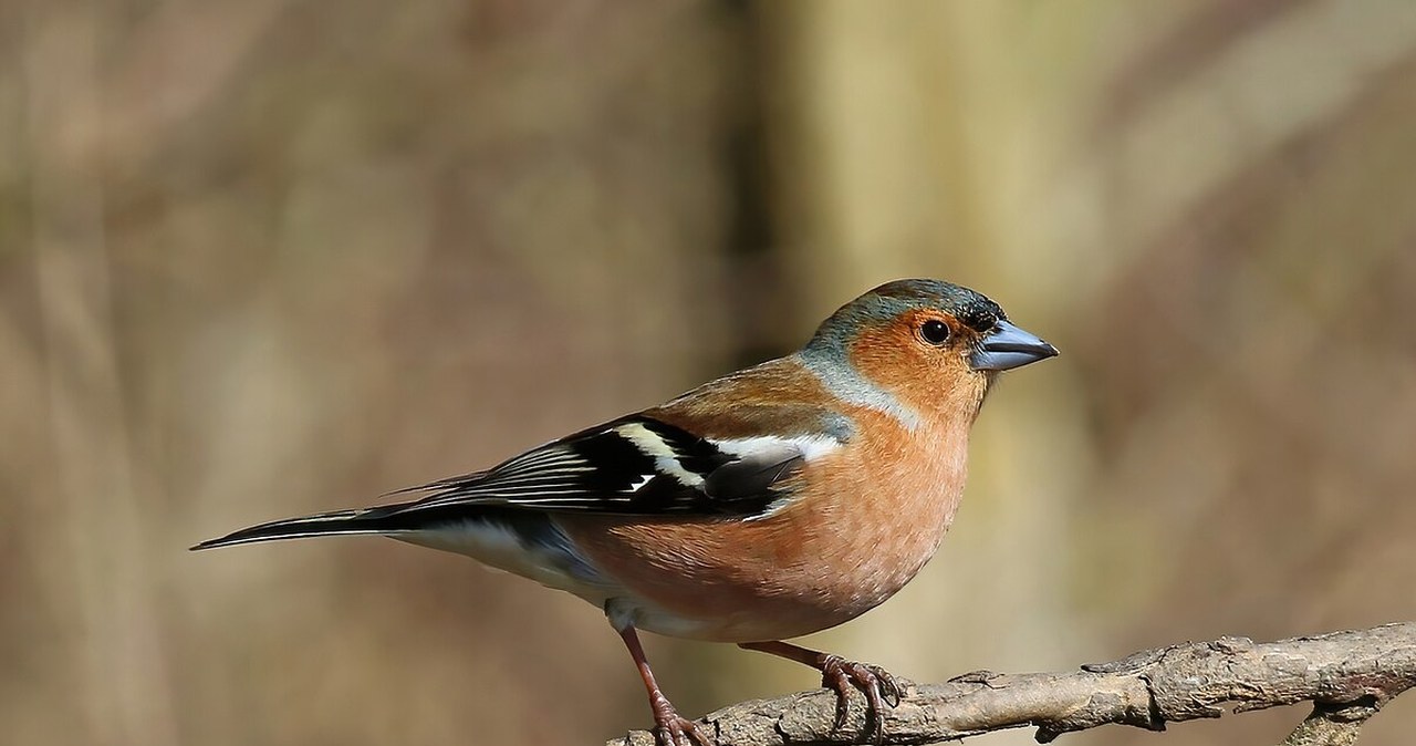 Ten rudy ptak gardzi karmnikiem. Skuteczny sposób jak go zwabić
