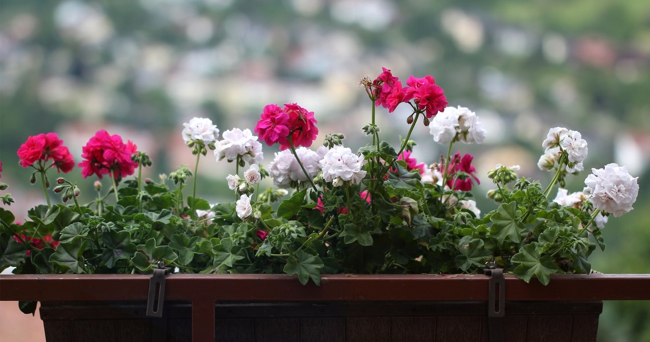 Przenieś do domu w tym terminie. Najważniejsze zasady zimowania pelargonii