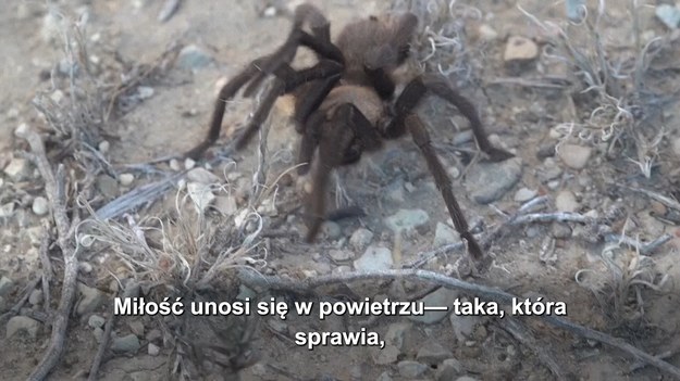 Na równinach Kolorado w USA trwa sezon godowy tarantuli. Jest to doskonała okazja dla miłośników pająków, aby zobaczyć ten gatunek z bliska i osobiście. Miasto La Junta organizuje nawet specjalną imprezę z tej okazji.