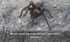 Miłość unosi się w powietrzu, czyli o… godach tarantuli