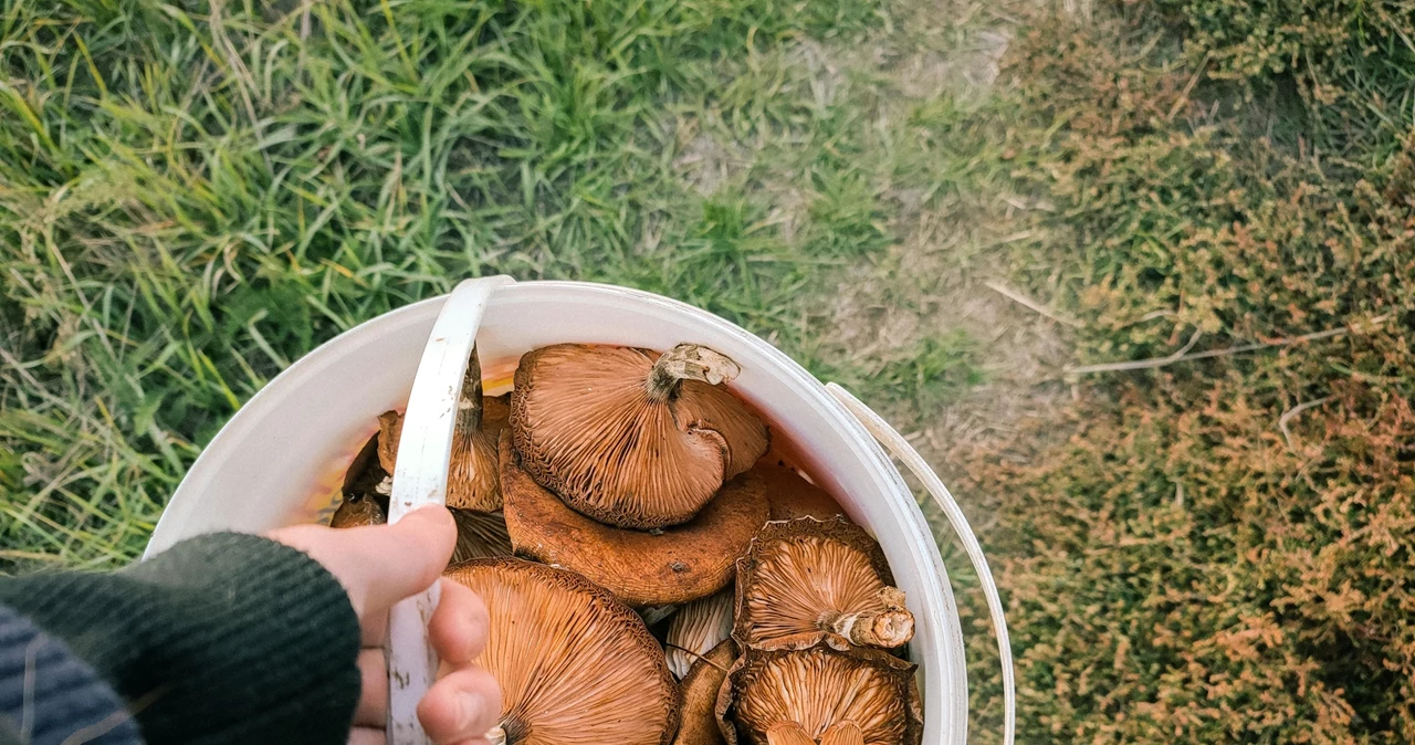 Tragiczny finał poszukiwań grzybiarza