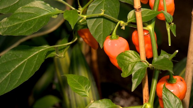 "Cheetos Yellows", "Kraken Red’ czy "Carolina Reaper"-  to nazwy gatunków najostrzejszych papryk świata. Podziwiać je można na krzaczkach w Palmiarni Łódzkiej. Lepiej ich jednak nie dotykać i nie jeść, bo w skrajnych przypadkach może skończyć się nawet w szpitalu. Więcej opowie Adrianna Borowicz.  