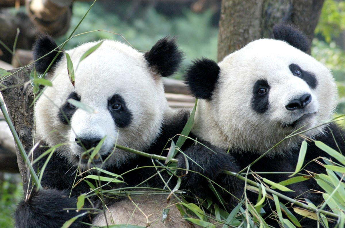 Bao Li i Qing Bao - tak mają na imię dwie pandy, które z Chin zostały wysłane do Narodowego Ogrodu Zoologicznego Smithsonian's w Waszyngtonie. Podróż odbyła się specjalnie wynajętym do tego celu samolotem FedEx Boeing 777,  nazwanym "Panda Express".