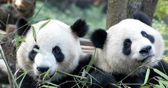 Bao Li i Qing Bao - tak mają na imię dwie pandy, które z Chin zostały wysłane do Narodowego Ogrodu Zoologicznego Smithsonian's w Waszyngtonie. Podróż odbyła się specjalnie wynajętym do tego celu samolotem FedEx Boeing 777,  nazwanym "Panda Express".