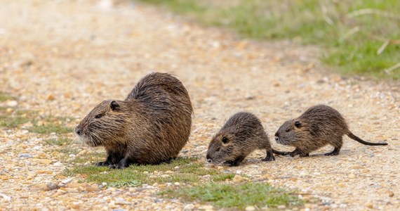 W Rybniku ruszyła akcja odławiania nutrii, prowadzona na zlecenie Regionalnej Dyrekcji Ochrony Środowiska. Do 9 grudnia w różnych częściach województwa śląskiego planowane jest odłowienie 200 tych zwierząt, mimo protestów i powstania ośrodka dla nutrii.