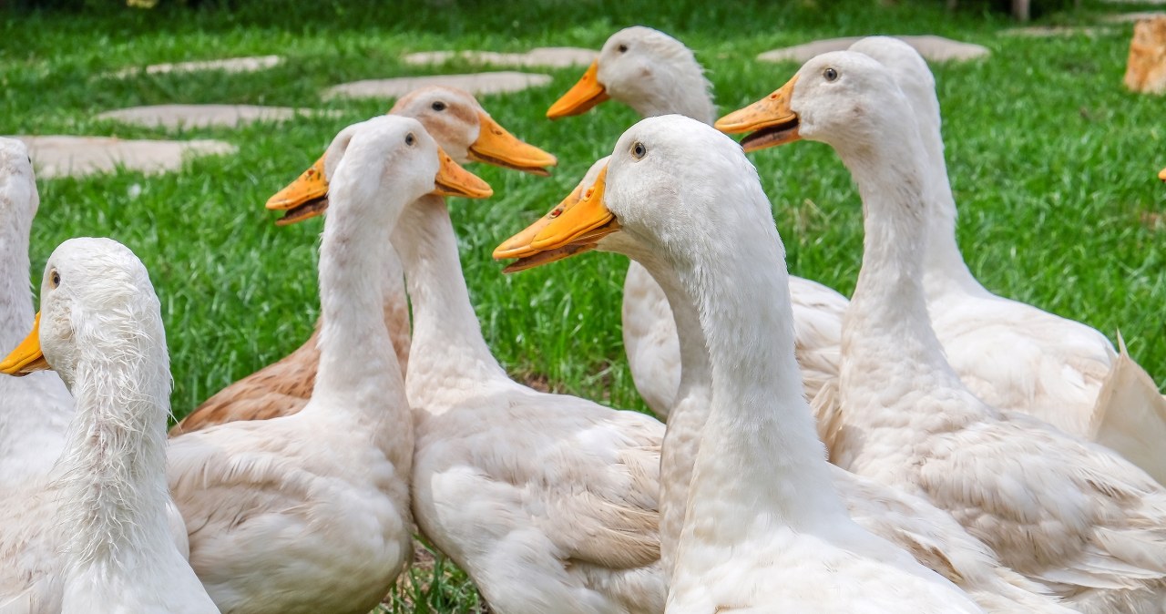 Skandal w Niemczech. Aktywiści ujawnili porażające nagrania Skandal w Niemczech. Aktywiści ujawnili porażające nagrania