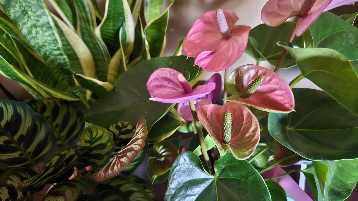 To już prawdziwa tradycja. W trzecim tygodniu października na Wydziale Nauk Geograficznych i Geologicznych Uniwersytetu im. Adama Mickiewicza w Poznaniu studenci mogą odebrać darmowe kwiaty doniczkowe. Akcję zapoczątkował jeden z profesorów, który nie miał co zrobić z wyhodowanymi roślinami.