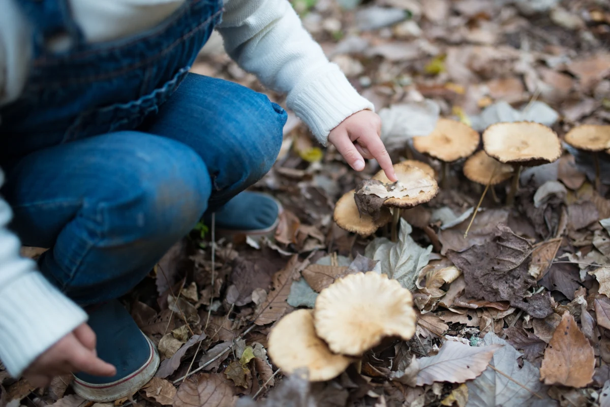 Trójka dzieci i dorosły mężczyzna (najprawdopodobniej ojciec jednego z nich) zostali przywiezieni do szpitala w Essen w zachodniej części Niemiec z typowymi objawami zatrucia grzybami - poinformował we wtorek portal Spiegel.de. Dzieci są w stanie krytycznym.