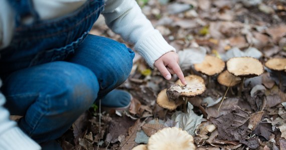 Trójka dzieci i dorosły mężczyzna (najprawdopodobniej ojciec jednego z nich) zostali przywiezieni do szpitala w Essen w zachodniej części Niemiec z typowymi objawami zatrucia grzybami - poinformował we wtorek portal Spiegel.de. Dzieci są w stanie krytycznym.