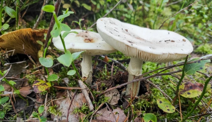 Fatalna pomyłka podczas grzybobrania. "Pilnie potrzebują przeszczepu"