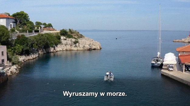 Delfiny u wybrzeży Chorwacji mają się dobrze. Około 200 osobników żyje w wodach w pobliżu wyspy Losinj, dlatego teren ten został uznany za rezerwat. Życie tych morskich ssaków, a także mieszkających tam żółwi - jest monitorowane przez naukowców i wolontariuszy. Wszystko po to, żeby chronić zwierzęta zarówno przed turystami, jak i zmianami klimatu.