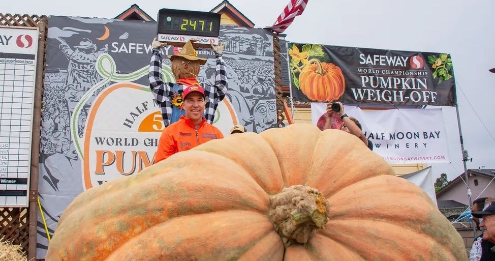 Jeśli, jeszcze, zauważyliście, jesień, pełni, najwyższy, czas, pomyśleć, odpowiedniej, dyni, Ciasto, zupa, ozdoba, Halloween, Ru Ta dynia waży tyle, co dwa niedźwiedzie. A wy gotowi na Halloween?