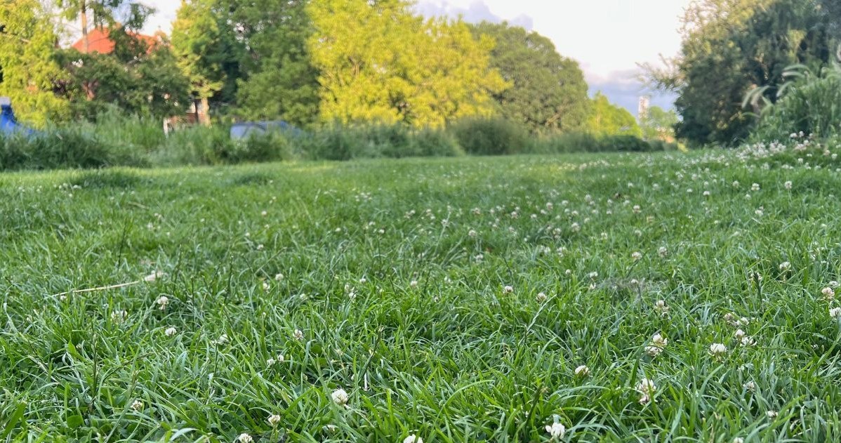 Wyglądają jak mlecze, ale to bardzo uciążliwe chwasty. Tak pozbędziesz się ich z trawnika