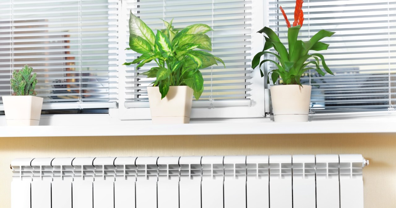 Jak dbać o kwiaty, gdy stoją przy ciepłym grzejniku? Ważne zasady