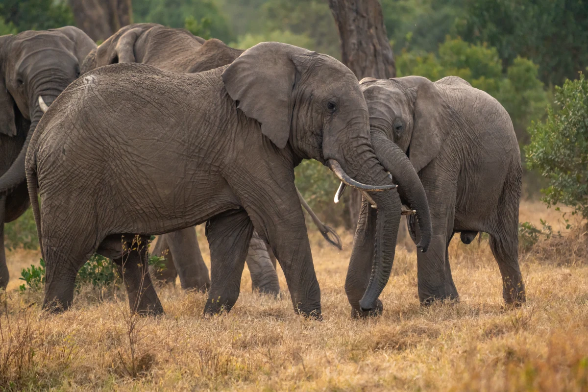 Kenijscy specjaliści przetransportowali 50 słoni z Rezerwatu Narodowego Mwea do dużego Parku Narodowego Aberdare. Cała akcja trwała dwa tygodnie, a brało w niej udział 100 osób. Operacja była konieczna ze względu na wędrówkę słoni na pobliskie pola, gdzie niszczyły uprawy.