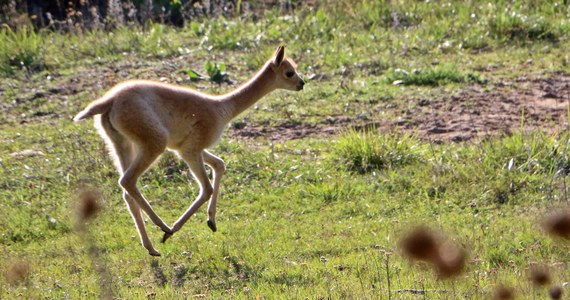 W gdańskim ogrodzie zoologicznym na świat przyszła samiczka wikunii andyjskiej. "Naturalnym wrogiem wikunii jest puma, ale to człowiek jest największym zagrożeniem. Wskutek polowań gatunek ten zniknął z wielu obszarów"– mówi Andrzej Gutowski z gdańskiego ogrodu zoologicznego. 