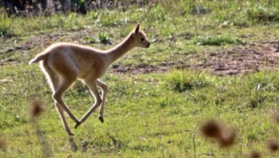 Gdańskie zoo ma nową, uroczą lokatorkę. To samiczka wikunii