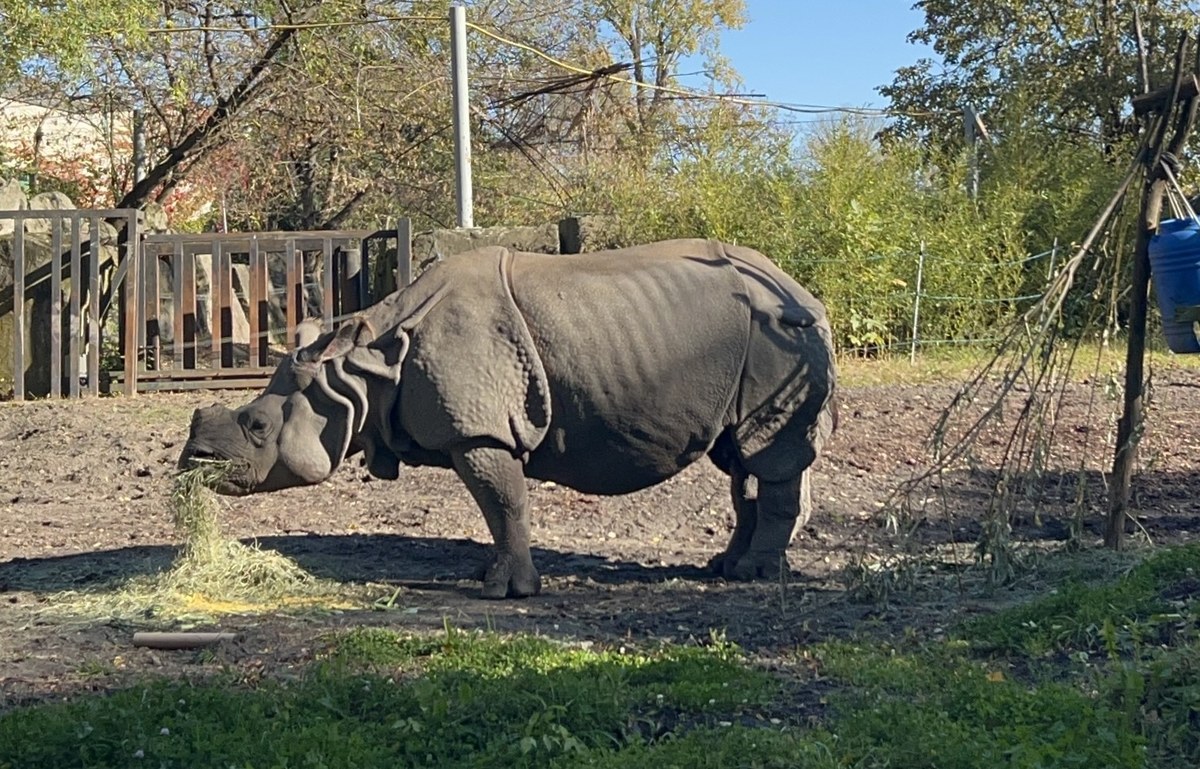 Shikari, samica nosorożca z warszawskiego zoo, świętuje dziś 18. urodziny! Ważąca prawie dwie tony solenizantka urodziła się 17 października w niemieckim zoo. Do Warszawy przyjechała jako trzylatka. W czasie pobytu w stołecznym zoo trzy razy została mamą. Wyjątkowy dzień opiekunowie zwierzęcia postanowili uczcić urodzinowym tortem. 