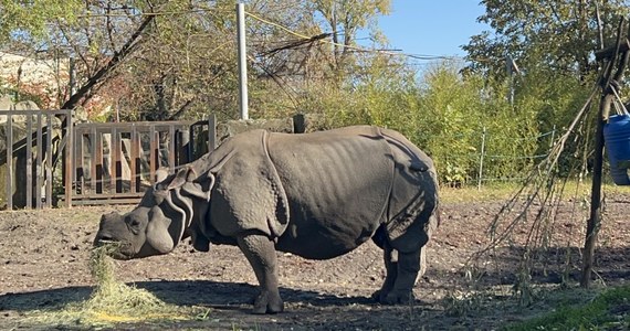 Shikari, samica nosorożca z warszawskiego zoo, świętuje dziś 18. urodziny! Ważąca prawie dwie tony solenizantka urodziła się 17 października w niemieckim zoo. Do Warszawy przyjechała jako trzylatka. W czasie pobytu w stołecznym zoo trzy razy została mamą. Wyjątkowy dzień opiekunowie zwierzęcia postanowili uczcić urodzinowym tortem. 