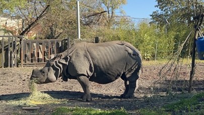 Osiemnastka w warszawskim zoo. Shikari dostała wyjątkowy tort