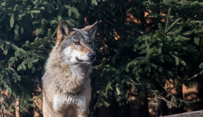 Kontrowersyjny plan Szwecji. Wilki na cenzurowanym