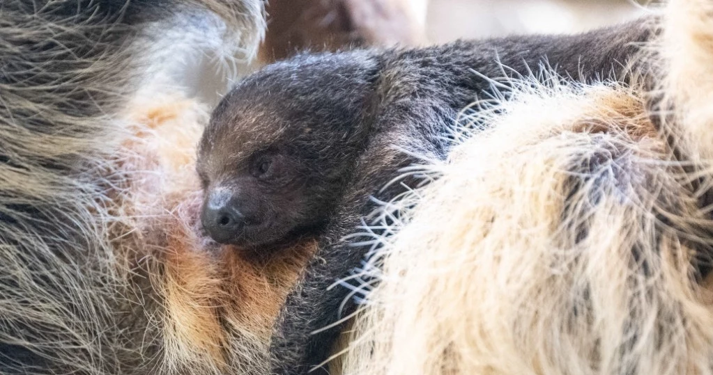 W łódzkim zoo na świat przyszedł leniwiec dwupalczasty, zdj. ilustracyjne