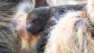 Narodziny w łódzkim zoo. "Jest aktywny i ciekawy świata"