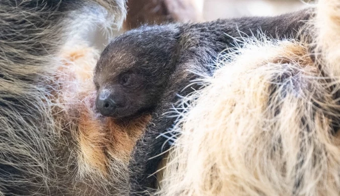 Narodziny w łódzkim zoo. "Jest aktywny i ciekawy świata"