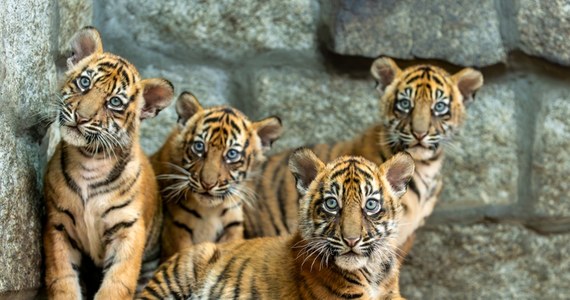 Cztery tygrysiątka sumatrzańskie przyszły na świat we wrocławskim zoo. To sukces hodowlany na światową skalę. Niezwykłe drapieżniki są jednymi z najrzadszych i najbardziej zagrożonych zwierząt. 