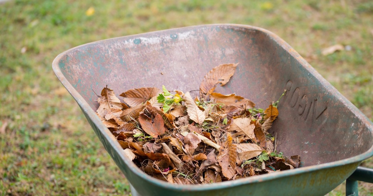 Sprzątasz działkę na jesień? Uważaj, za to dostaniesz spory mandat