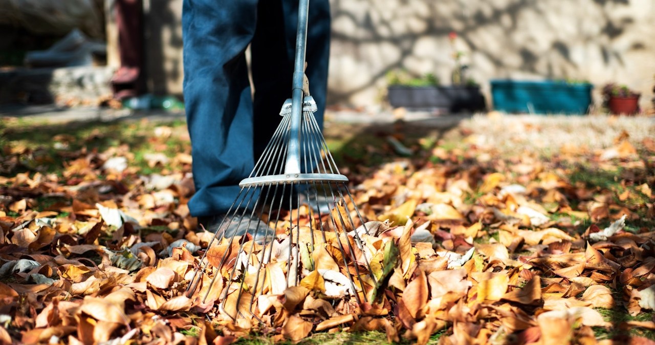 Co zrobić z liśćmi i gałęziami na działce? Sprawdź legalne metody