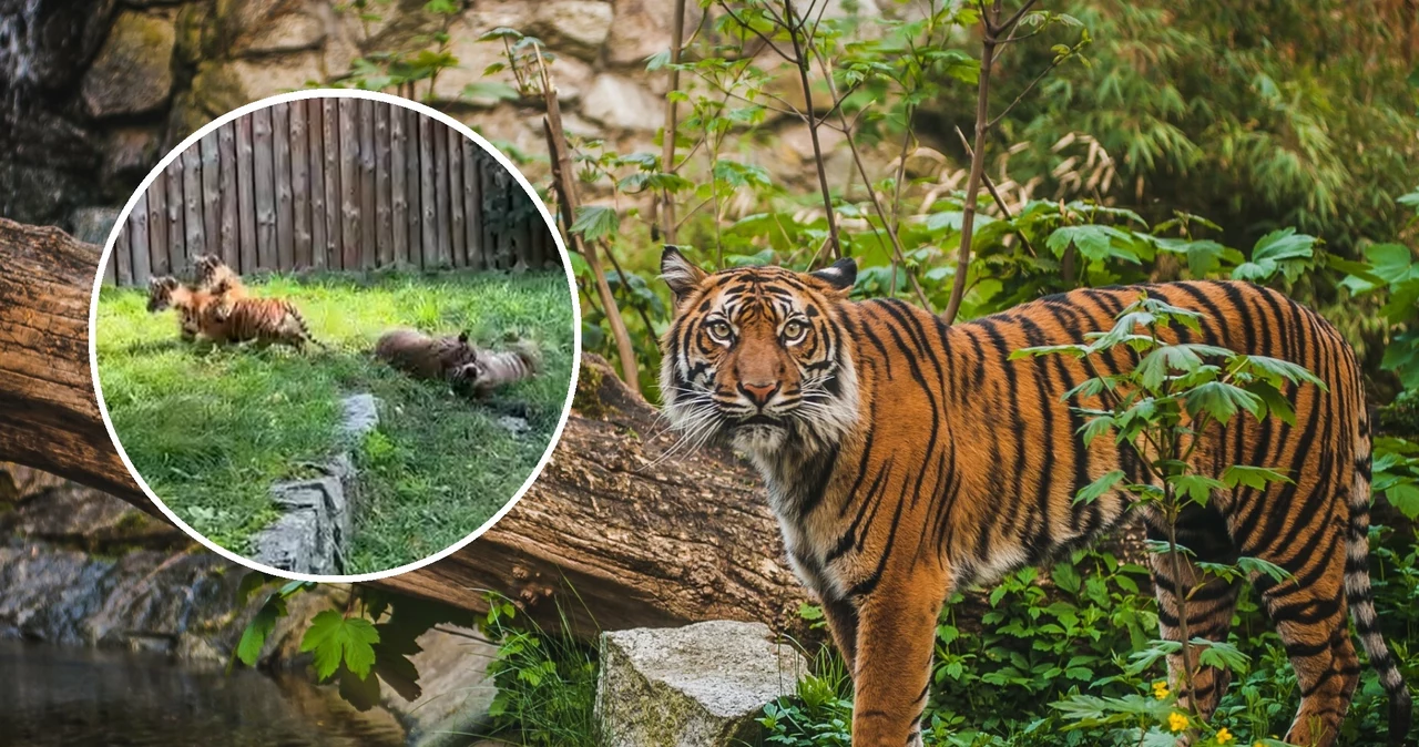 We wrocławskim zoo urodziła się czwórka zdrowych i pełnych werwy tygrysów sumatrzańskich. To sensacja na światową skalę. Małe w środę po raz pierwszy znalazły się na wybiegu