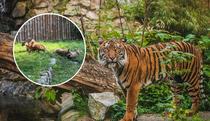 Sensacja na światową skalę. Pasiaste czworaczki we wrocławskim zoo