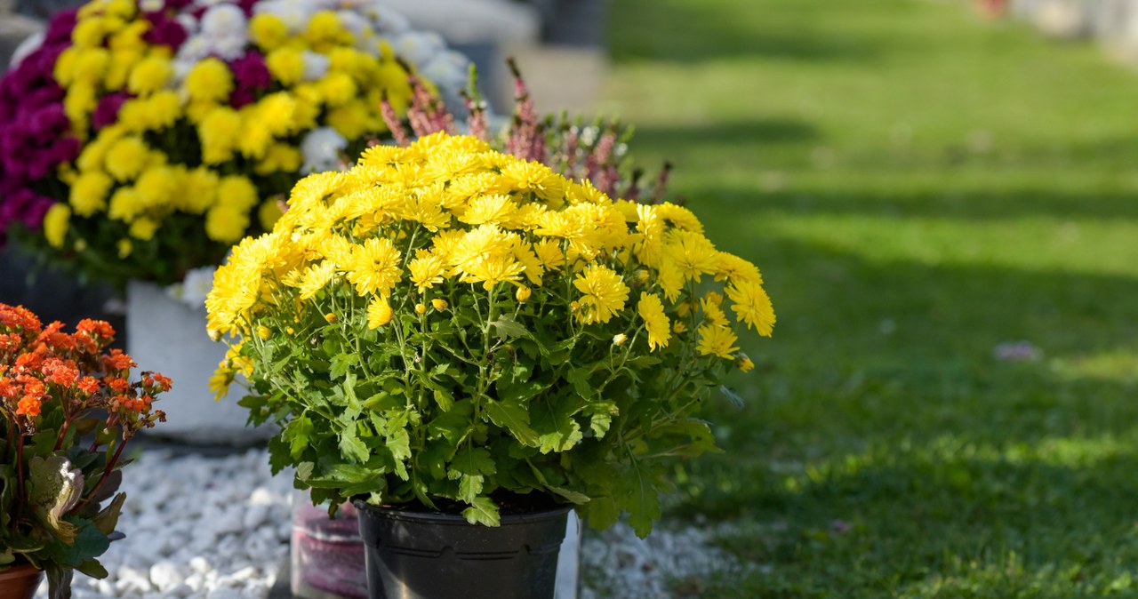 Tych kwiatów nie kładź na grobie 1 listopada. Ich symbolika zaskakuje
