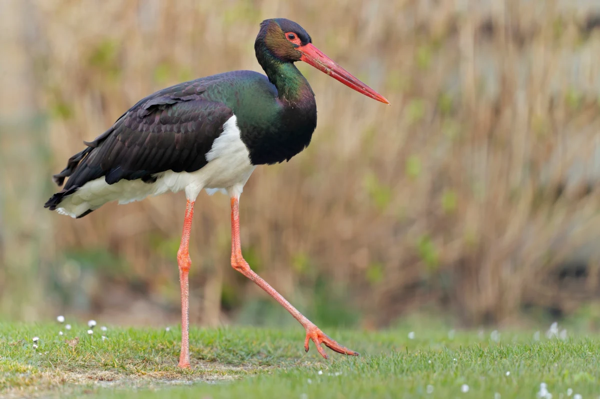10 kolejnych lokalizatorów GPS/GSM dostaną bociany czarne w Łódzkiem. Lasy Państwowe w Łodzi, które prowadzą monitoring tych chronionych boćków, właśnie pozyskały 120 tys. złotych na rozwój programu z Wojewódzkiego Funduszu Ochrony Środowiska i Gospodarki Wodnej. Razem pod obserwacją - również w czasie podroży do ciepłych krajów - będzie 40 ptaków.