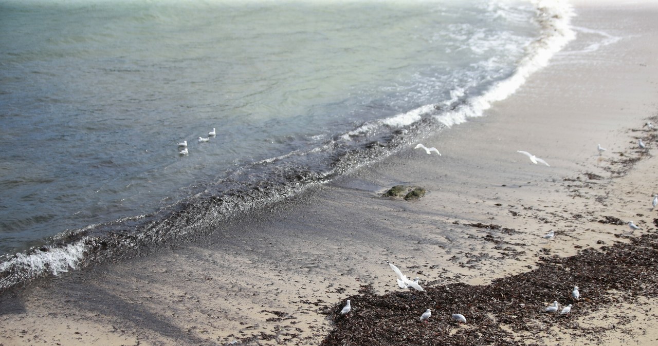  Woda wyrzuciła je na brzeg, plaże zamknięto. Nowe ustalenia