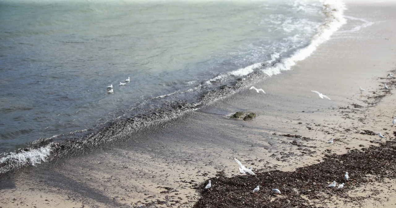 Czarne kulki na plażach w Sydney