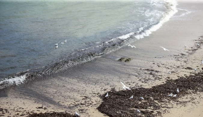 Woda wyrzuciła je na brzeg, plaże zamknięto. Nowe ustalenia