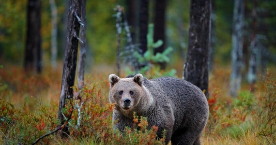 Niebezpieczne zdarzenie podczas grzybobrania. Niedźwiedzica z młodymi zaatakowała 67-latka w środkowo-zachodniej części Słowacji. Grzybiarz z ranami rąk i nóg został śmigłowcem przetransportowany do szpitala. 