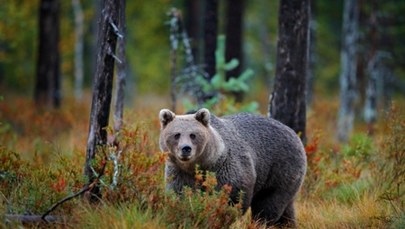 Grzybiarz kontra niedźwiedzica. Dramatyczne chwile w lesie