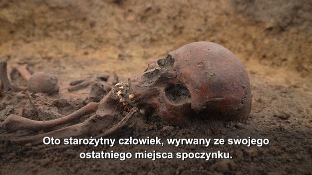 Archeolodzy w Danii odkryli cmentarzysko z epoki wikingów, zawierające 50 „wyjątkowo dobrze zachowanych” szkieletów.

Szkielety są tak kompletne, że eksperci mają nadzieję przeprowadzić specjalne analizy DNA, być może rekonstruując szczegółowe historie życia, a także badając wzorce społeczne w Danii z epoki wikingów.
