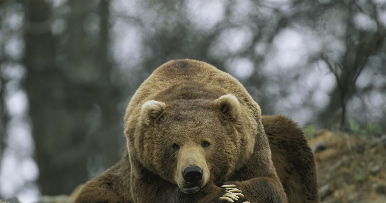  Oskarżyli niedźwiedzia o zabicie człowieka. Grizli okazał się niewinny