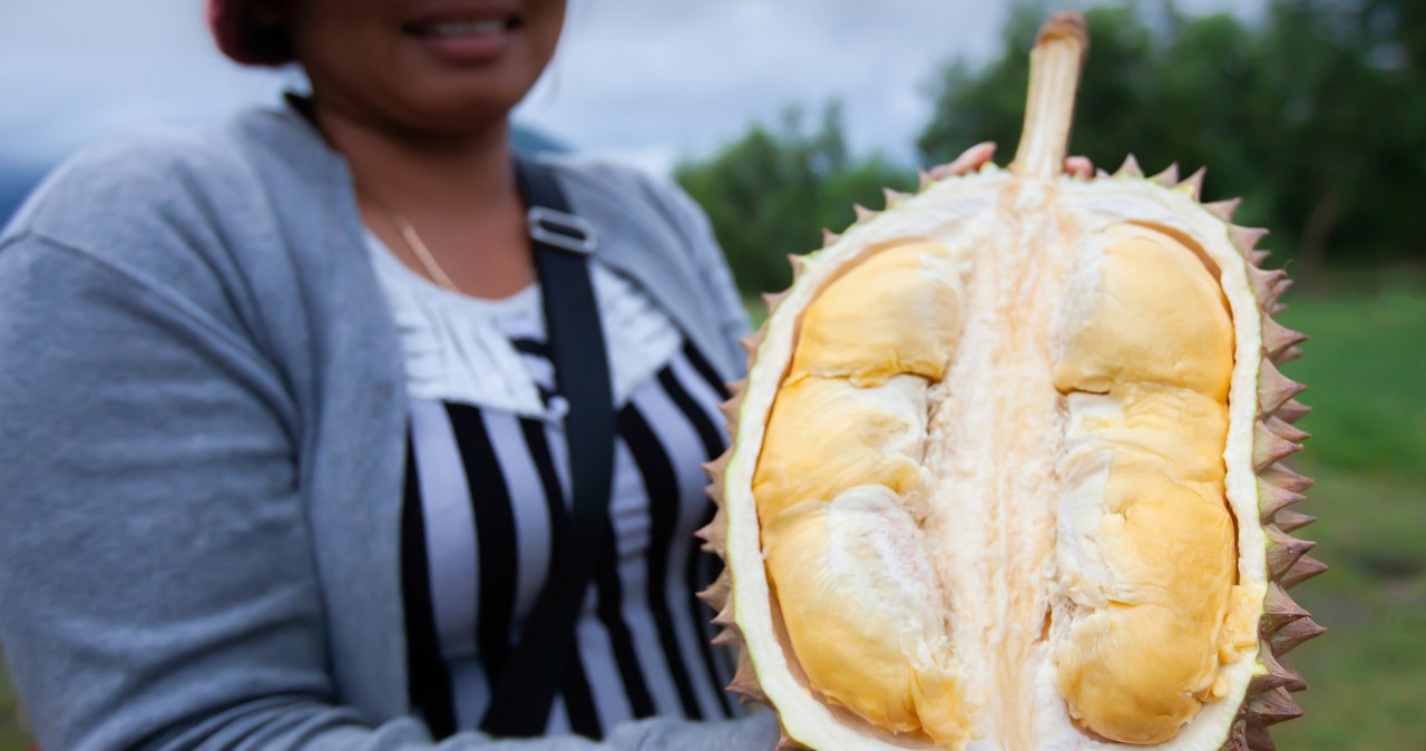 Najdroższy, owoc, świata, durian, zwany, także, królem, owoców, aukcji, podczas, której, padł, rekord, ceny, wylicytowano, równo Najdroższy owoc na świecie. Na jeden Polak pracuje 5 lat