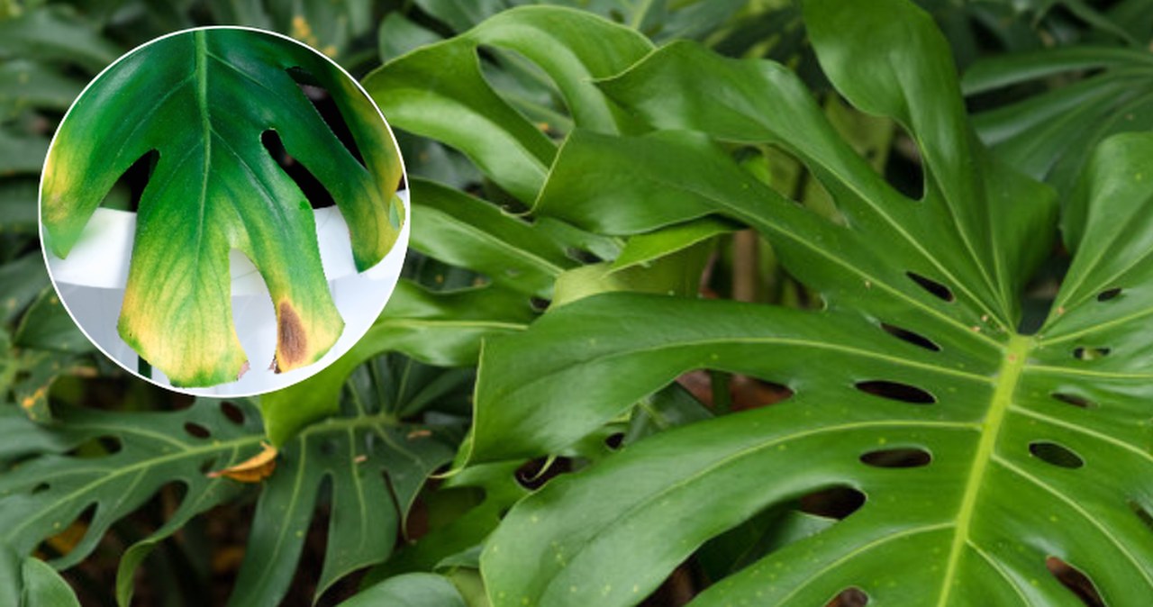 philodendron sodiroi kaufen PHILODENDRON SODIROI online kaufen bei potflourri main image 1