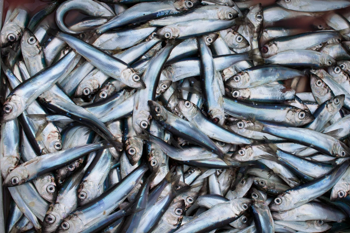 Państwa członkowskie uzgodniły we wtorek nowe kwoty połowowe na Bałtyku na 2025 rok. Kraje UE zgodziły się na niższe połowy większości gatunków, w tym szprota i dorsza, choć powyżej poziomów proponowanych przez Komisję Europejską. Wzrosły kwoty połowowe śledzia w środkowej części Bałtyku.