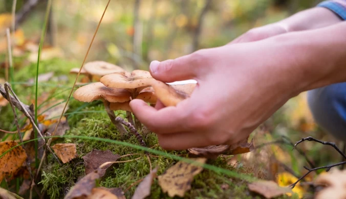 Rekordowe temperatury zmieniają lasy. Te grzyby zbierzesz nawet w listopadzie