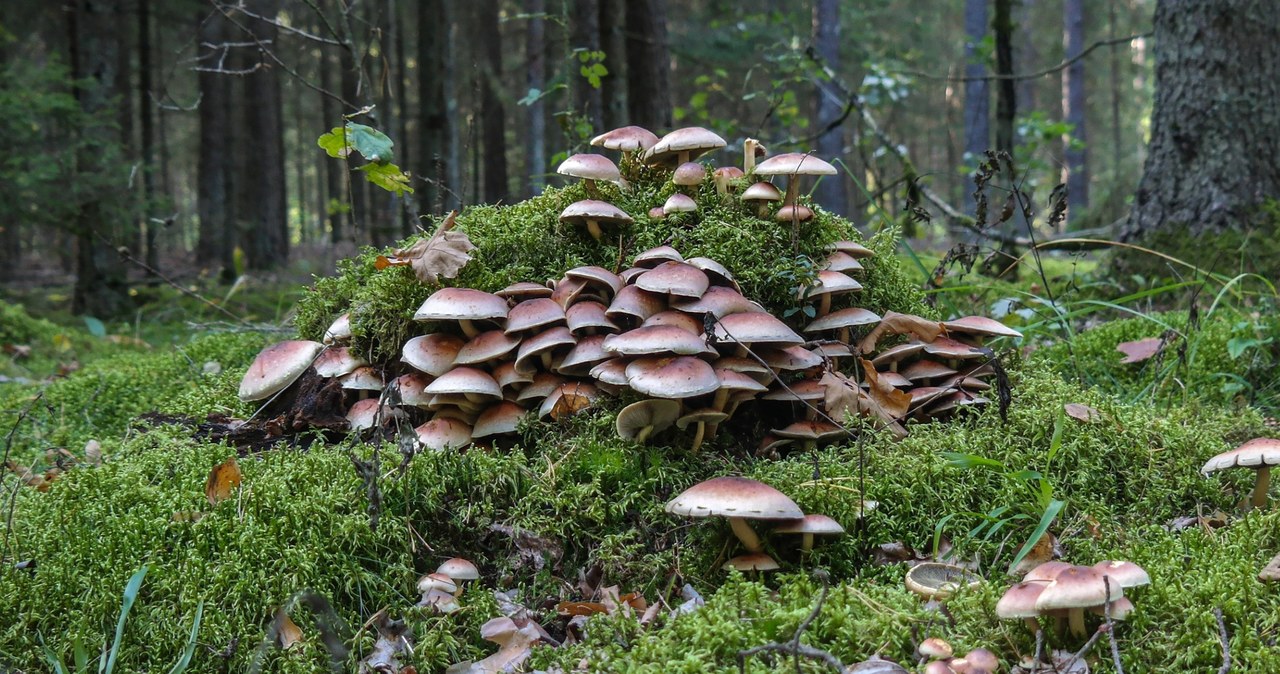  Grzyb gigant rośnie także w Polsce. Rekordzista zajmował prawie 1000 ha