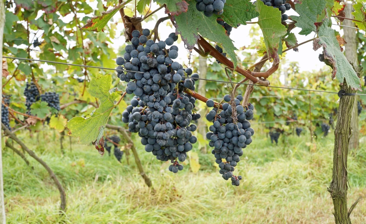 Zakaz sprzedaży alkoholu przez internet coraz bliżej. Takie rozwiązanie znalazło się w projekcie nowelizacji ustawy o wychowaniu w trzeźwości i przeciwdziałaniu alkoholizmowi. Na pomysł resortu zdrowia reaguje branża winiarska. Według niej zakaz nie rozwiąże problemu, o którym jest mowa w ustawie.